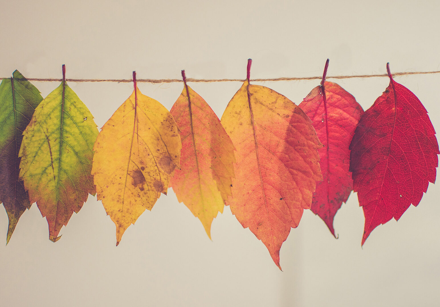 assorted-color-lear-hanging-decor