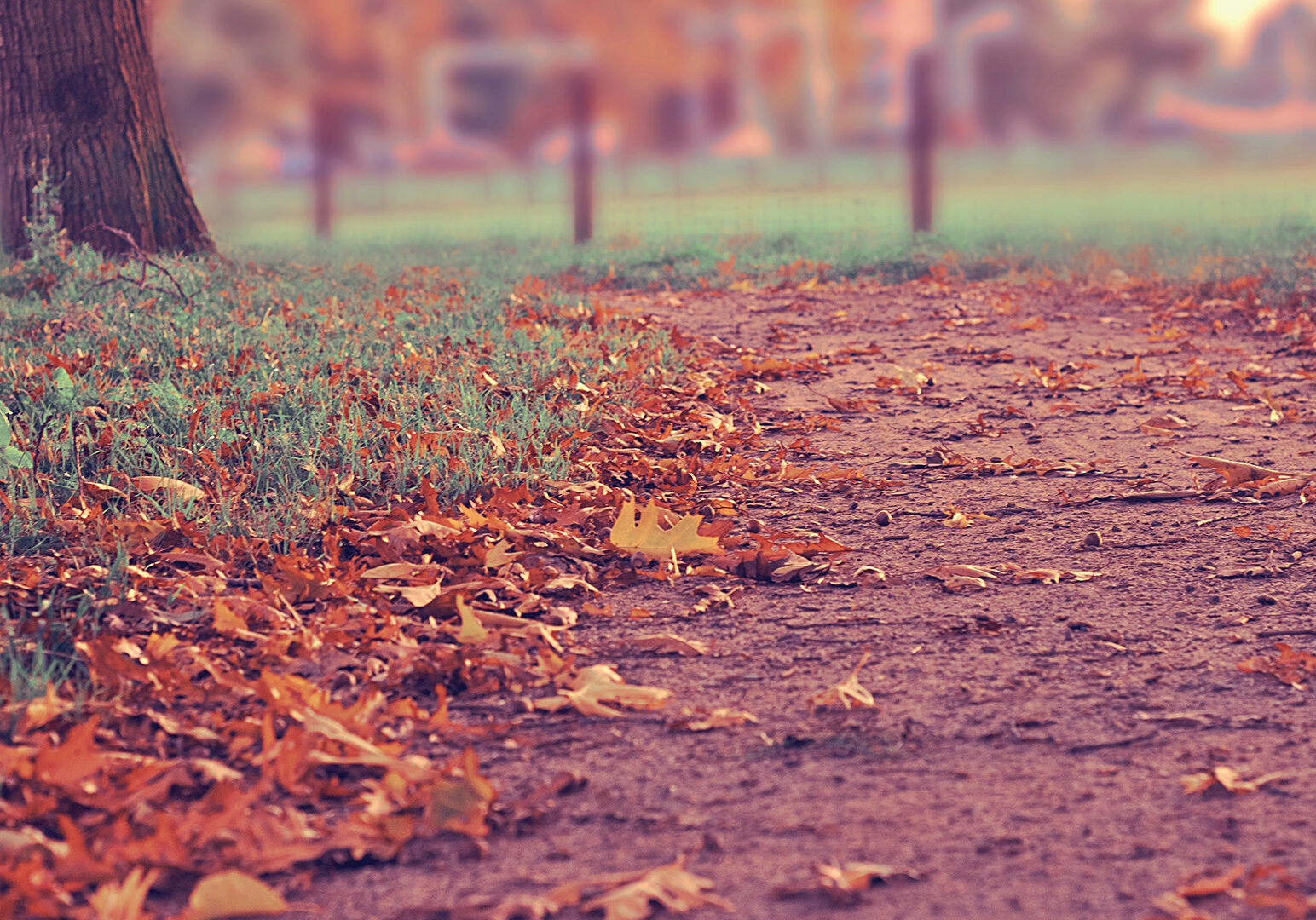 fall-leaves-and-path