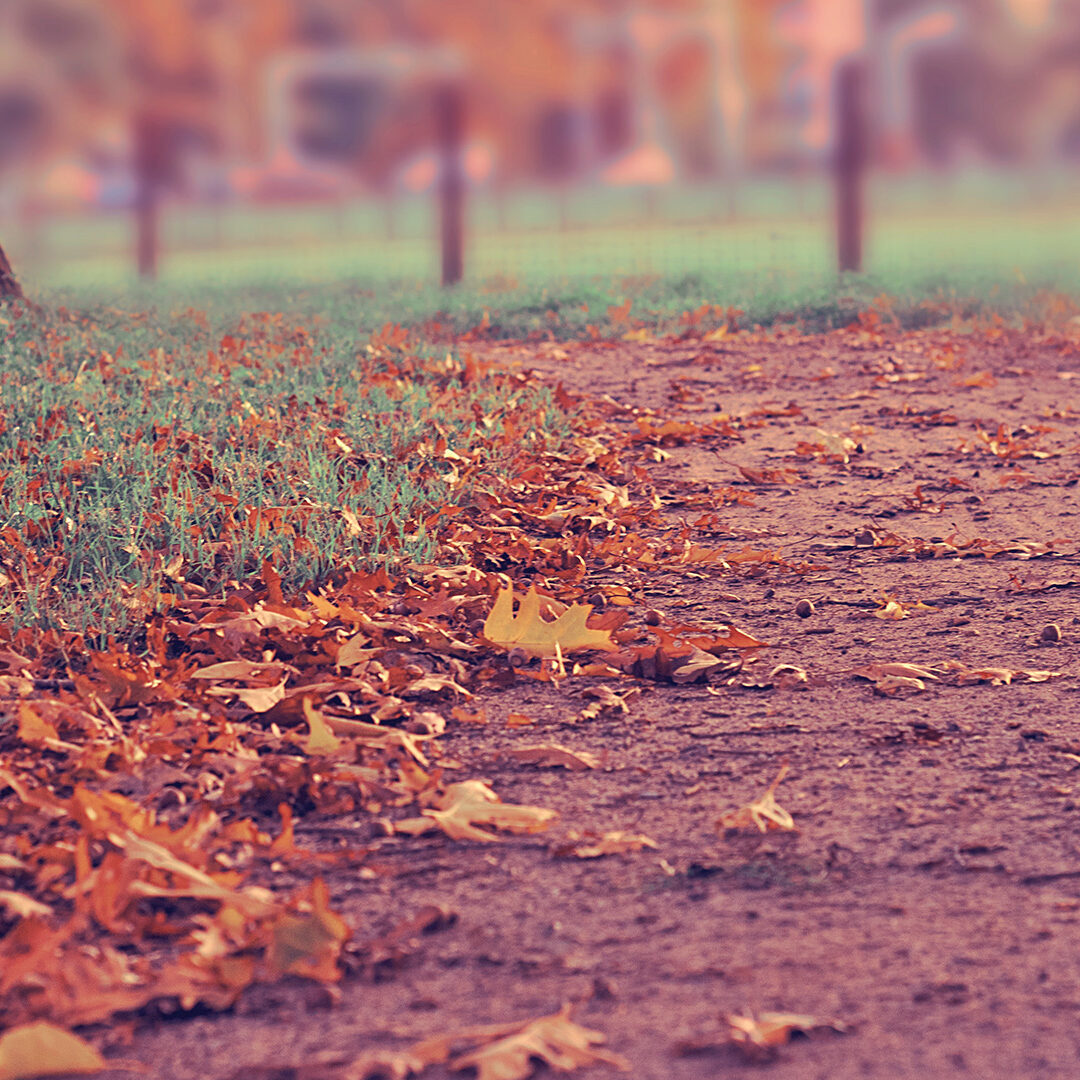 fall-leaves-and-path