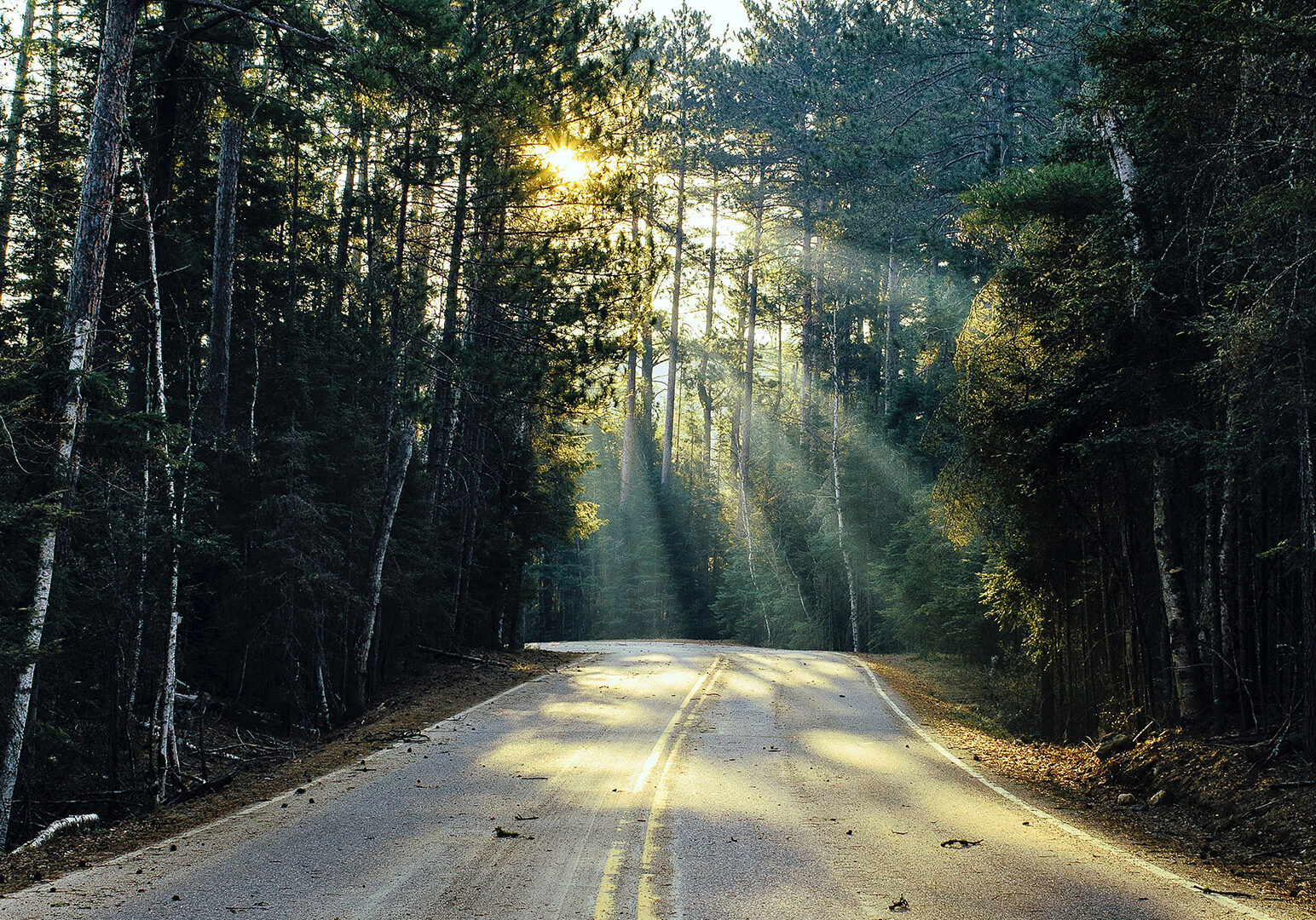 road-surrounded-with-trees